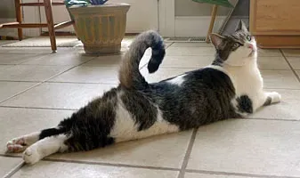The Tail Is Your Cat's Most Expressive Feature (Image Credits: Wikimedia)
