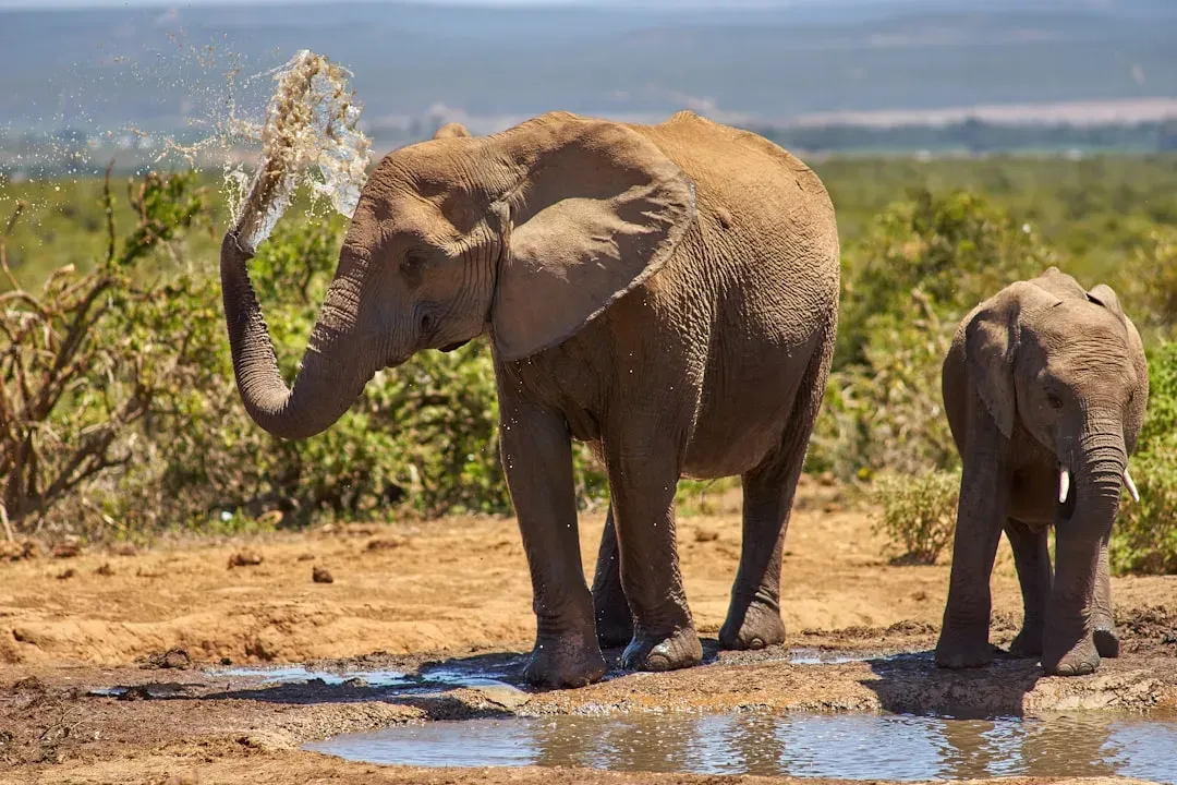 The Study That Changed How We See Shared Water Sources (Image Credits: Unsplash)