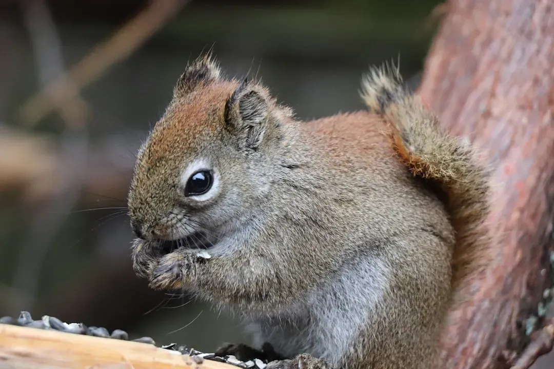 Baby Squirrels Are Born Completely Helpless (Image Credits: Unsplash)