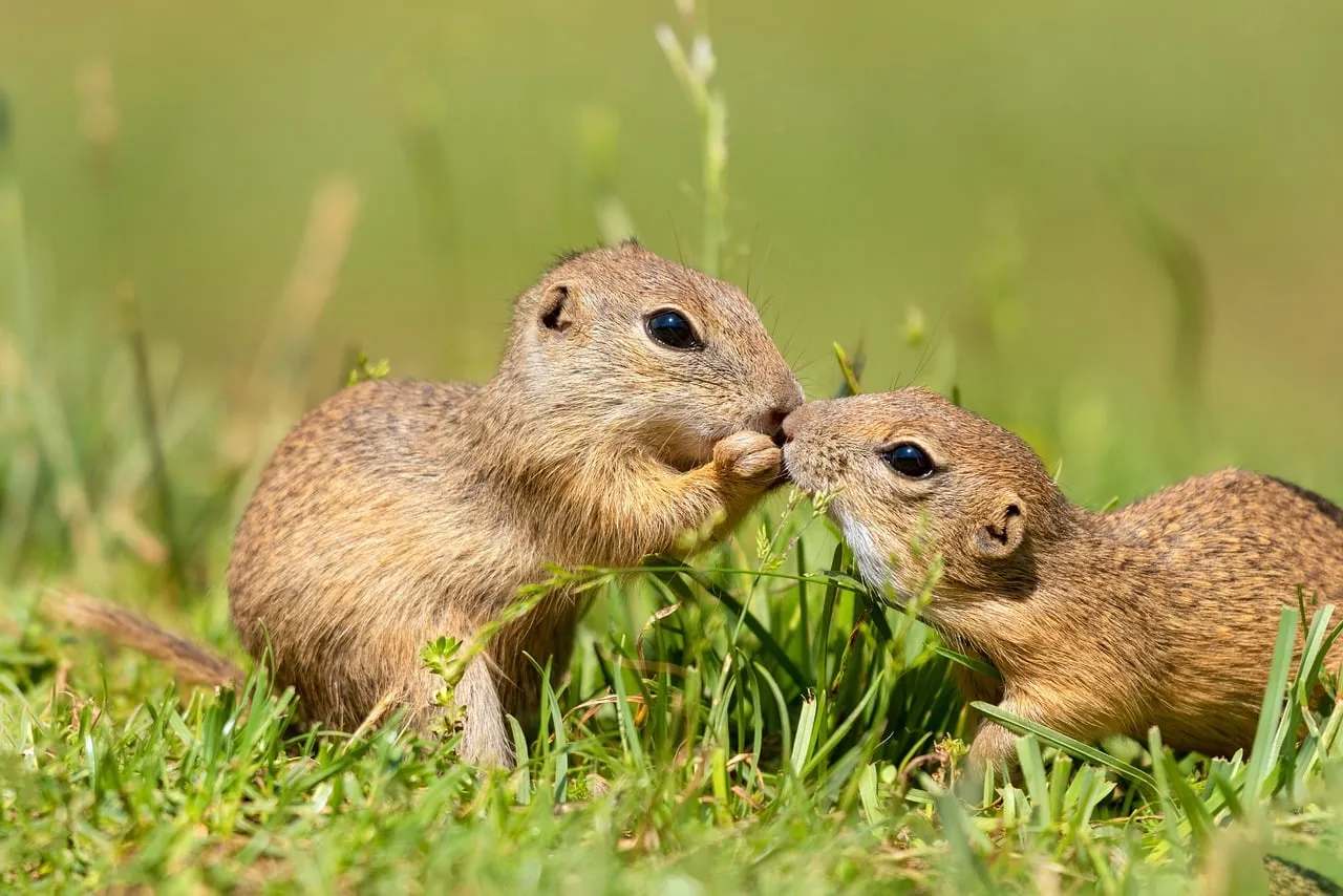 4. Squirrels: Tiny, Twitchy, and Surprisingly Fiery (Image Credits: Pixabay)