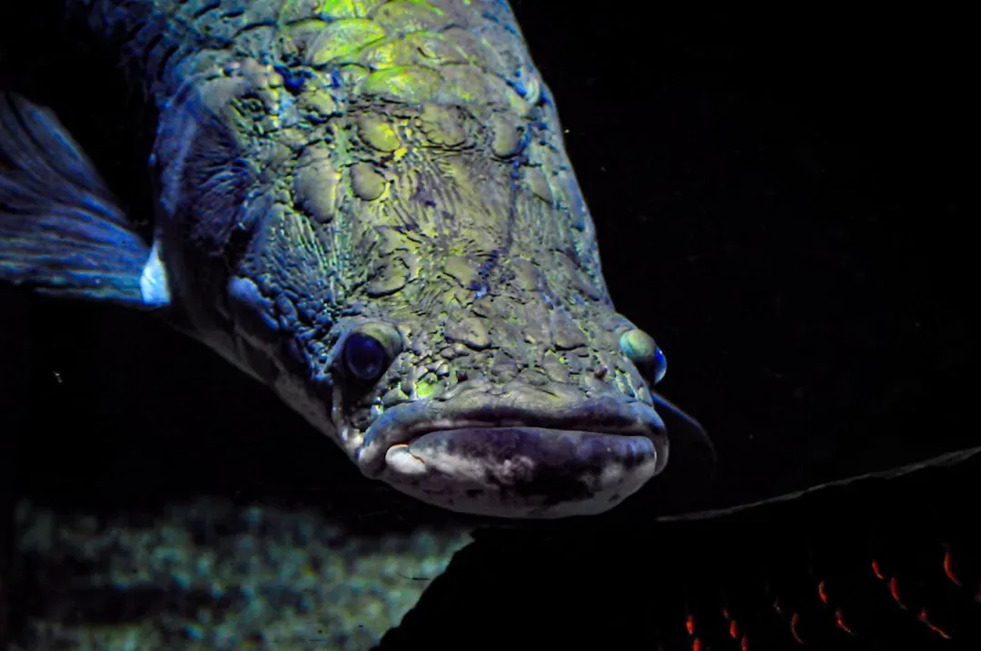 #1. The Northern Snakehead: The Fish That Walks (Image Credits: Unsplash)