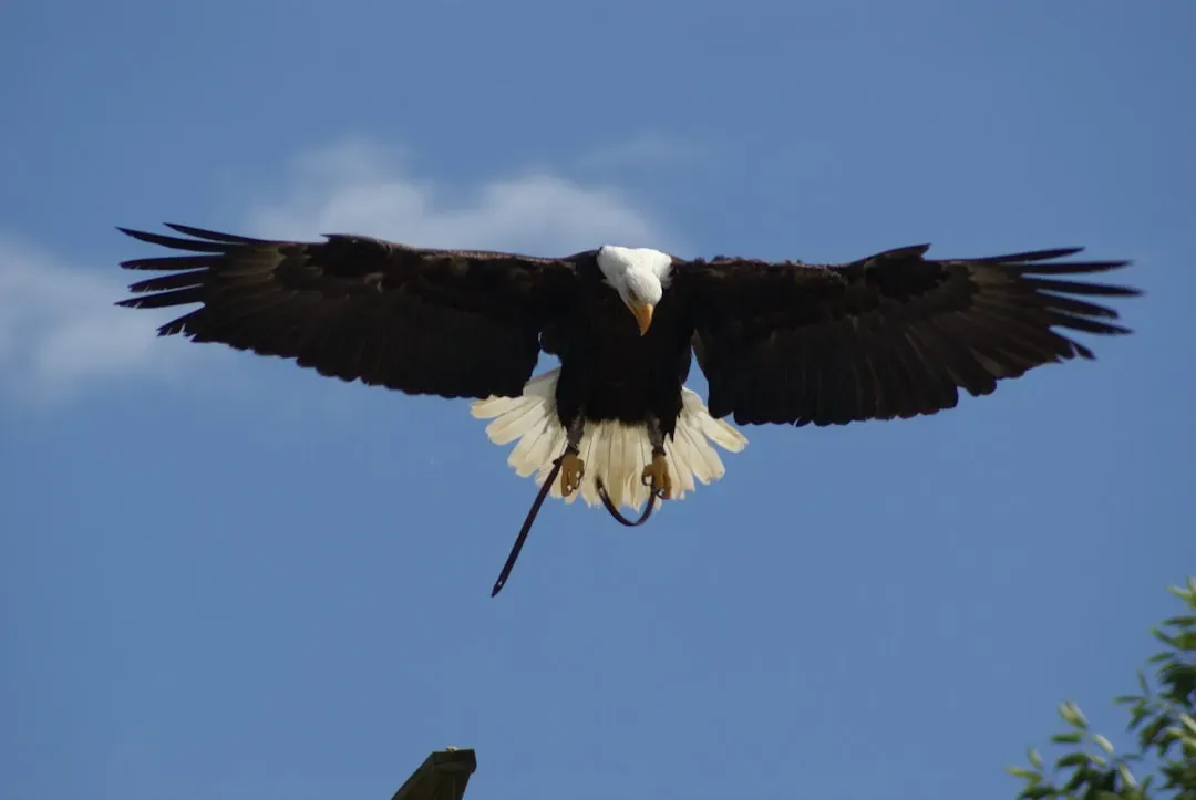 10. The Bald Eagle and Birds of Prey: America's Symbol Has Talons (Image Credits: Unsplash)