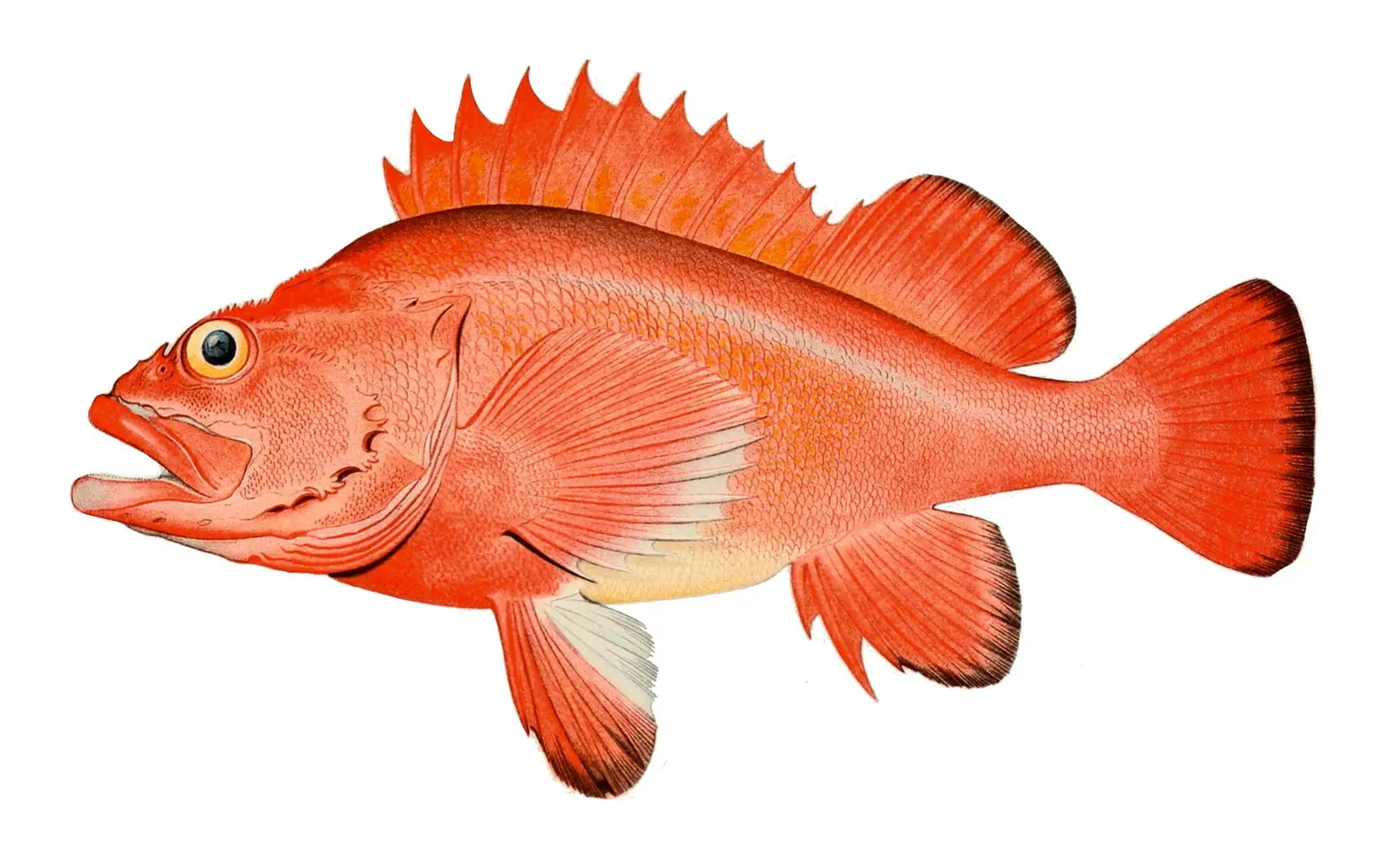 Rougheye Rockfish: The Deep Sea Survivor (Image Credits: Wikimedia)