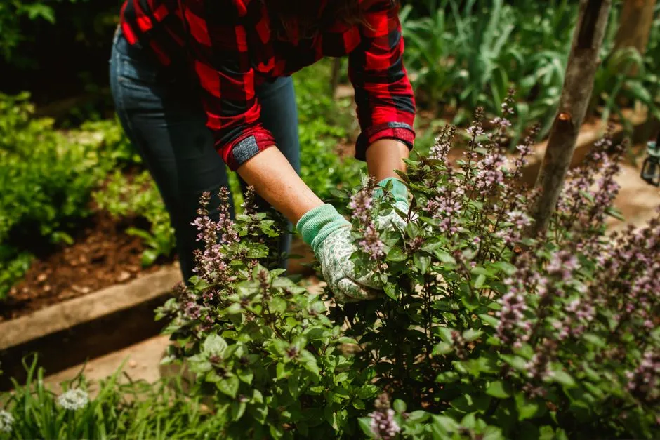 #2 - Herb Gardens (Yes, Really): Sage, Fennel, and Dill as Hidden Pollinator Powerhouses (Image Credits: Pexels)