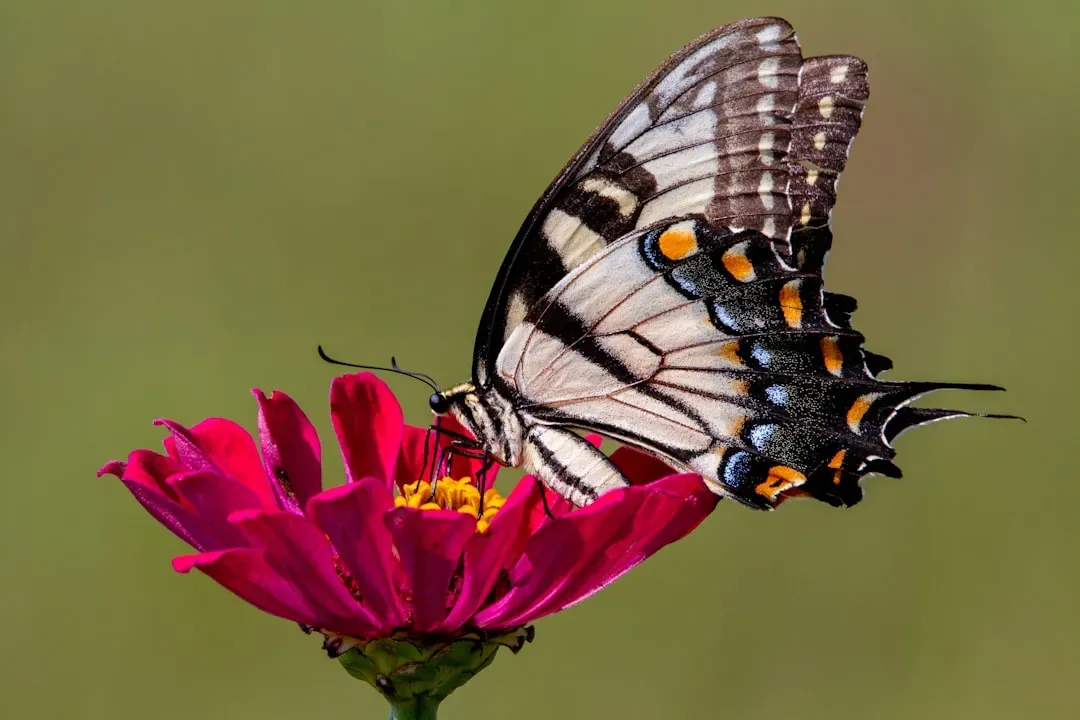 Eastern Tiger Swallowtail (Image Credits: Unsplash)
