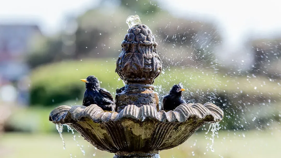 #2: Add a Fresh Water Source (Image Credits: Unsplash)