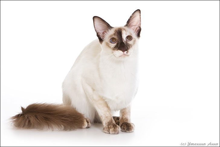 Balinese Cats (Image Credits: Wikimedia)