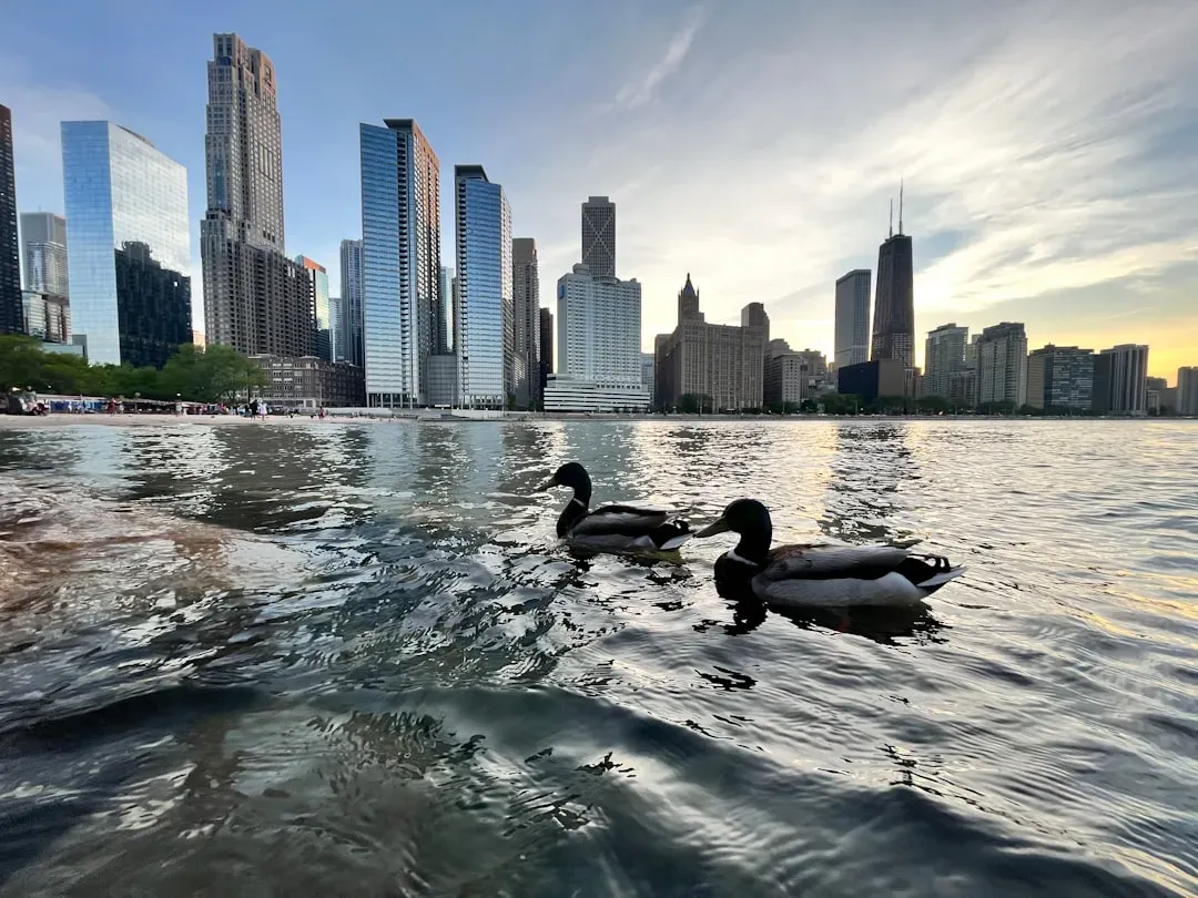 2. Chicago, Illinois: The Windy City's Secret Wildlife Empire (Image Credits: Unsplash)