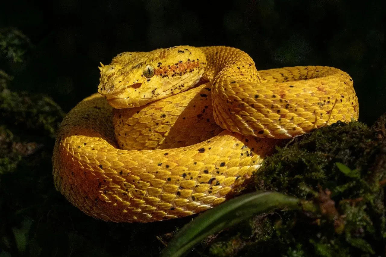 The Molecular Masterpiece Behind Venom Immunity (Image Credits: Pixabay)