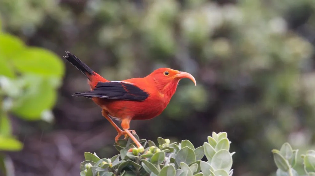 ‘I‘iwi: The Scarlet Honeycreeper With a Curved Flame of a Bill (Bettina Arrigoni, Flickr, CC BY 2.0)