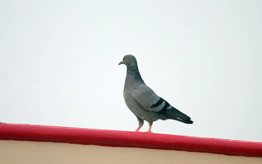 Cher Ami the Carrier Pigeon: A One-Pound Hero Who Stopped a War (Image Credits: Unsplash)