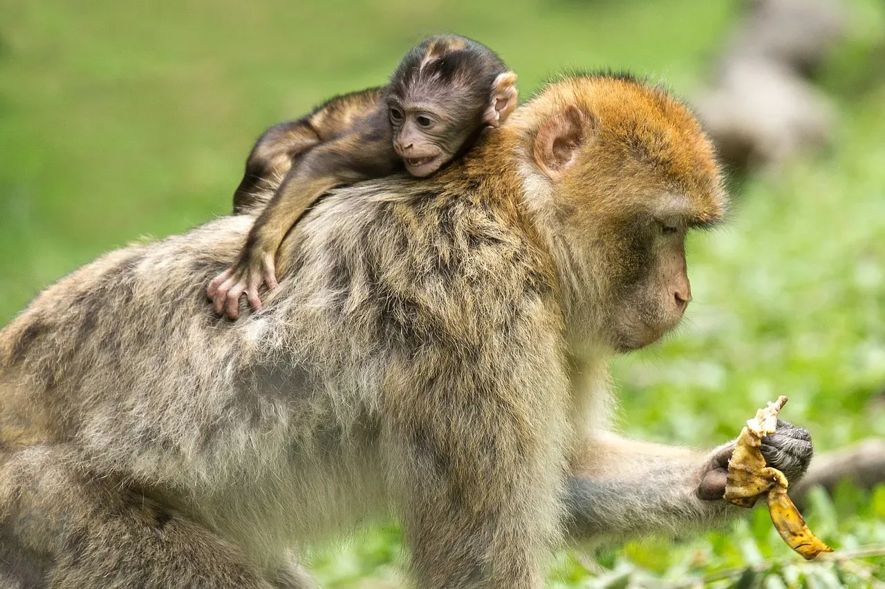 The Chemistry Behind Animal Bonds (Image Credits: Pixabay)