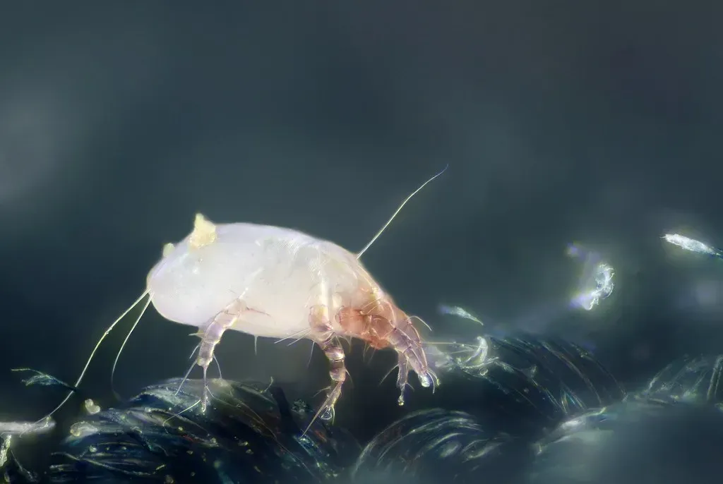 1. House Dust Mites (Gilles San Martin, Flickr, CC BY-SA 2.0)