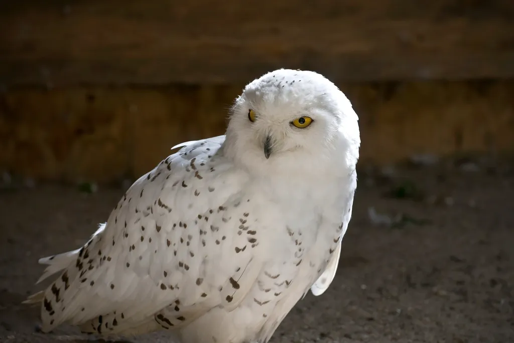 North Dakota: Quiet Fields, Big Skies, and Surprise Owls (Image Credits: Rawpixel)