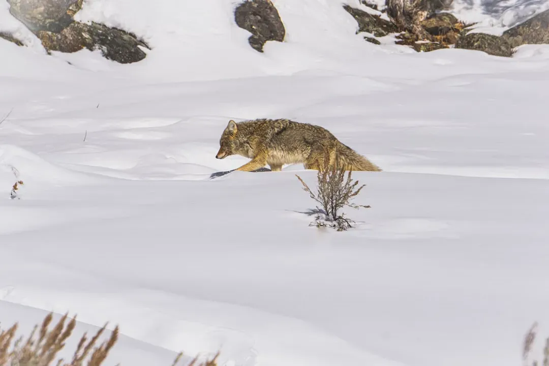 Virgo: The Wolf Who Tracks Every Detail (Image Credits: Unsplash)