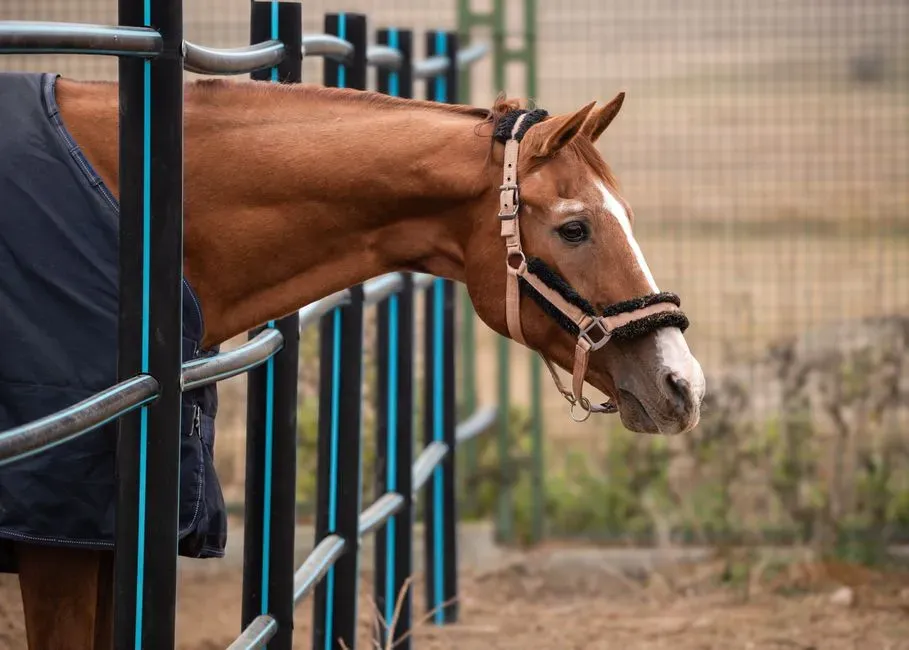 #3 – Dutch Warmblood: The Sport Horse That Bills Like a Professional Athlete (Image Credits: Pexels)