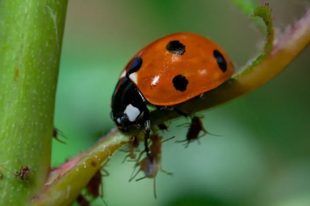 Ladybugs: Voracious Defenders of Plants (Image Credits: Flickr)