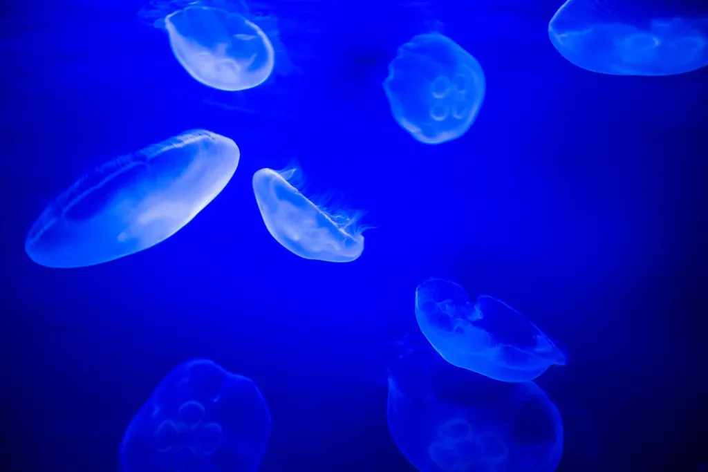 The Immortal Jellyfish: Biological Immortality Realized (Image Credits: Flickr)