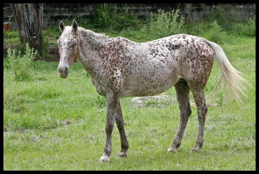 5. Appaloosa &ndash; Spotted History on Four Legs (54,000 photos uploaded, Flickr, CC BY-SA 2.0)