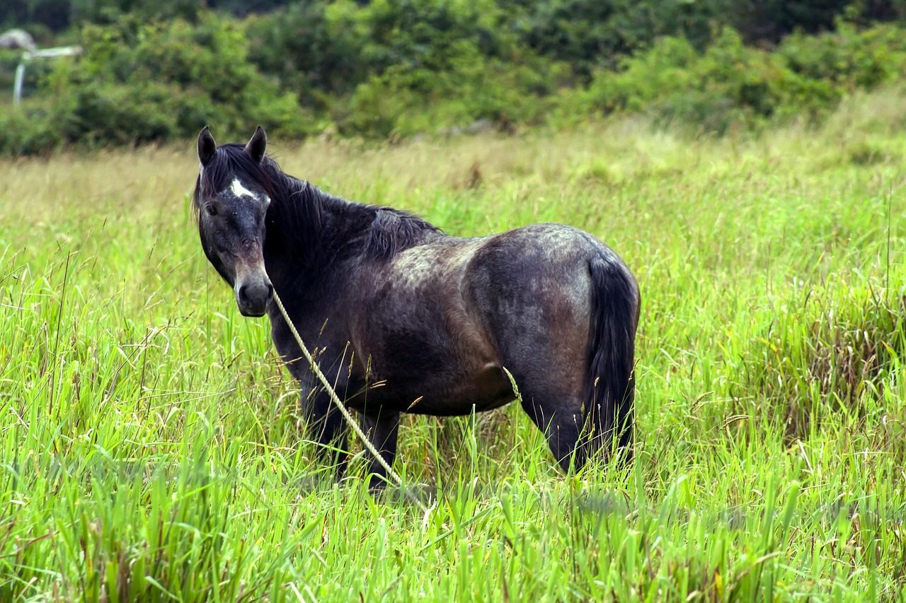 Carolina Marsh Tacky (Image Credits: Pixabay)
