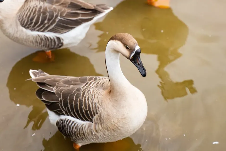 7. The Aleutian Cackling Goose - From 790 Birds to Tens of Thousands (Image Credits: Pexels)