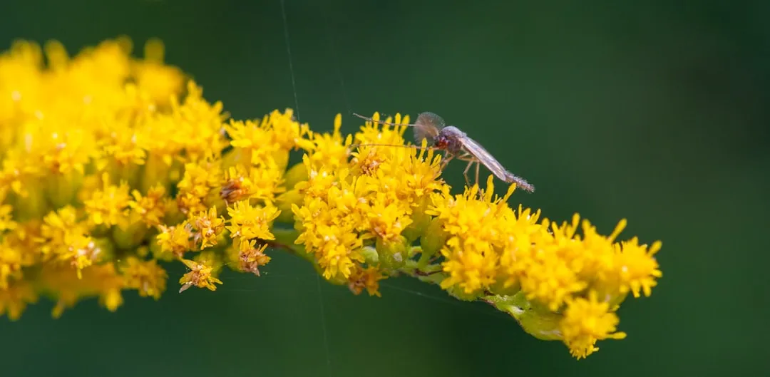 4. Goldenrod (Solidago species): Late-Season Life Support (Image Credits: Unsplash)