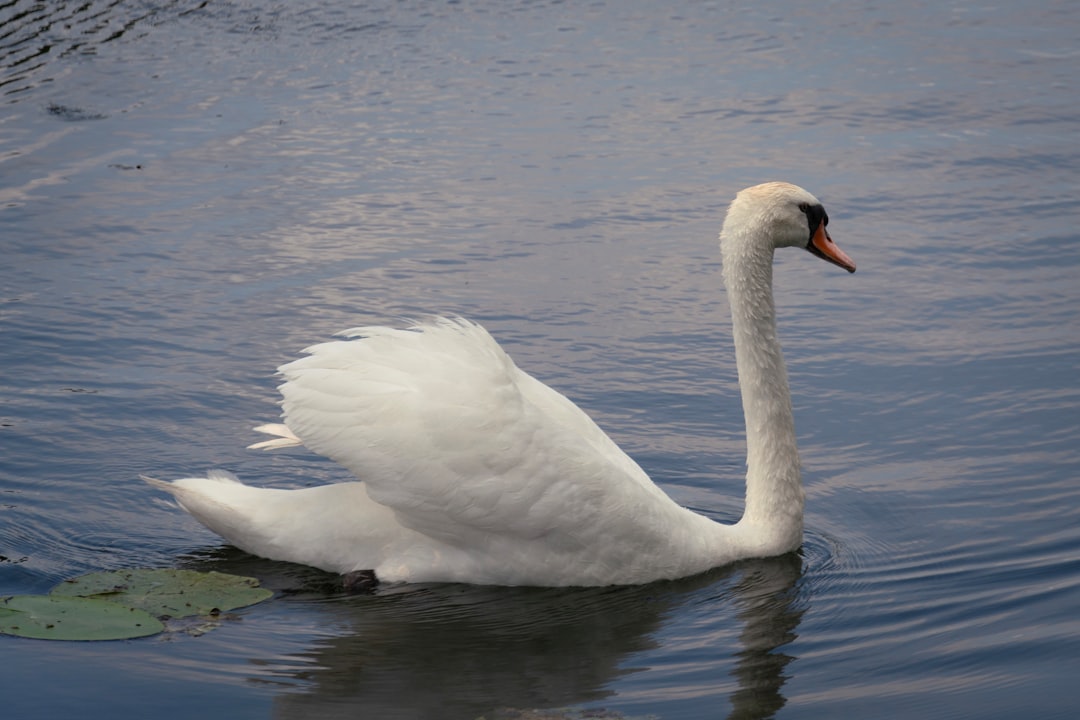 Libra and the Graceful Swan (Image Credits: Unsplash)