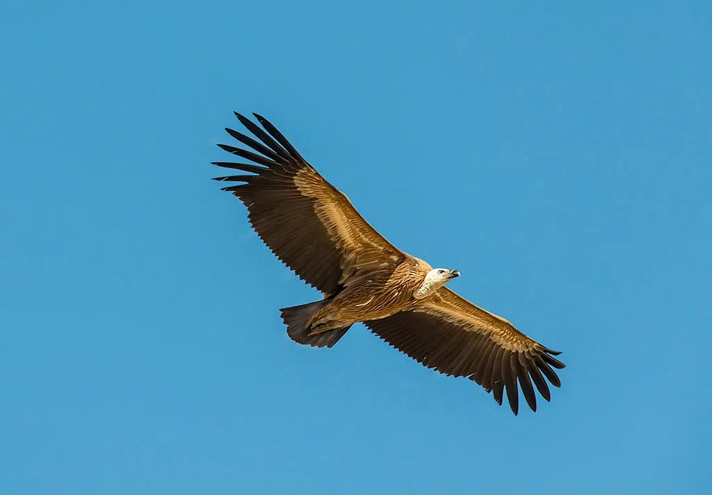 10. Conservation Wins - but Threats Remain (Koshyk, Flickr, CC BY 2.0)