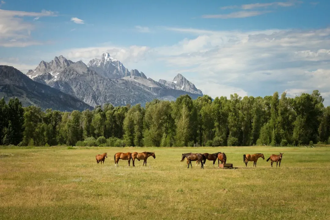 Wyoming and Colorado Face Complex Checkerboard Challenges (Image Credits: Unsplash)
