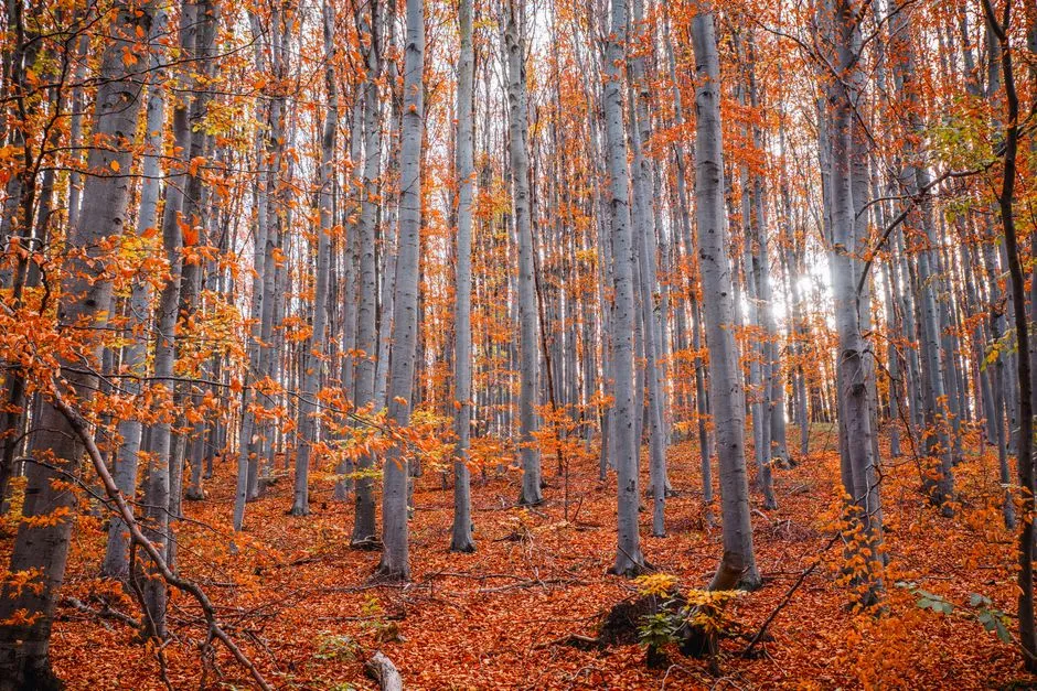 #3 - American Beech (Fagus grandifolia): The Nut Tree That Feeds More Than Squirrels (Image Credits: Pexels)
