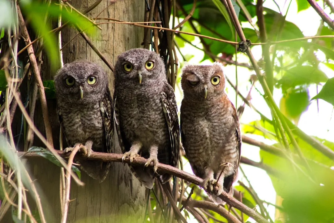 6. Soft Begging Calls: Hungry Owlets Asking for Dinner (Image Credits: Unsplash)