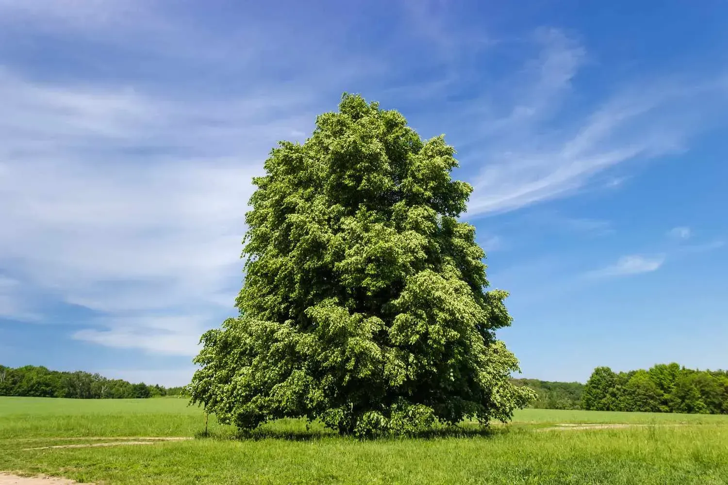 #3. American Basswood (Tilia americana) (Image Credits: Source: https://images-bonnier.imgix.net/)