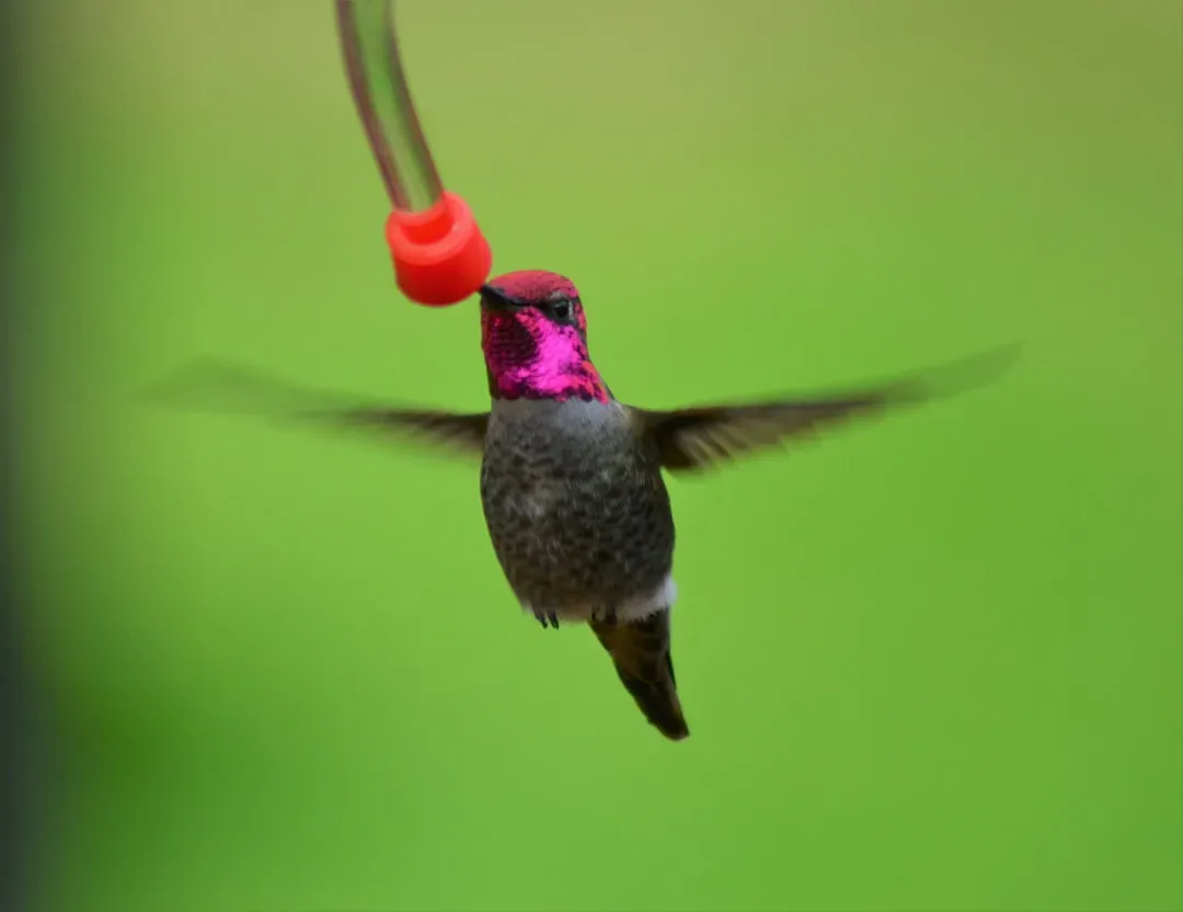 Lucifer Hummingbird in Big Bend National Park (Image Credits: Unsplash)