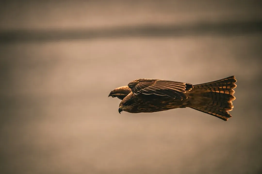 Peregrine Falcon: The Speed Demon of the Sky (Image Credits: Unsplash)