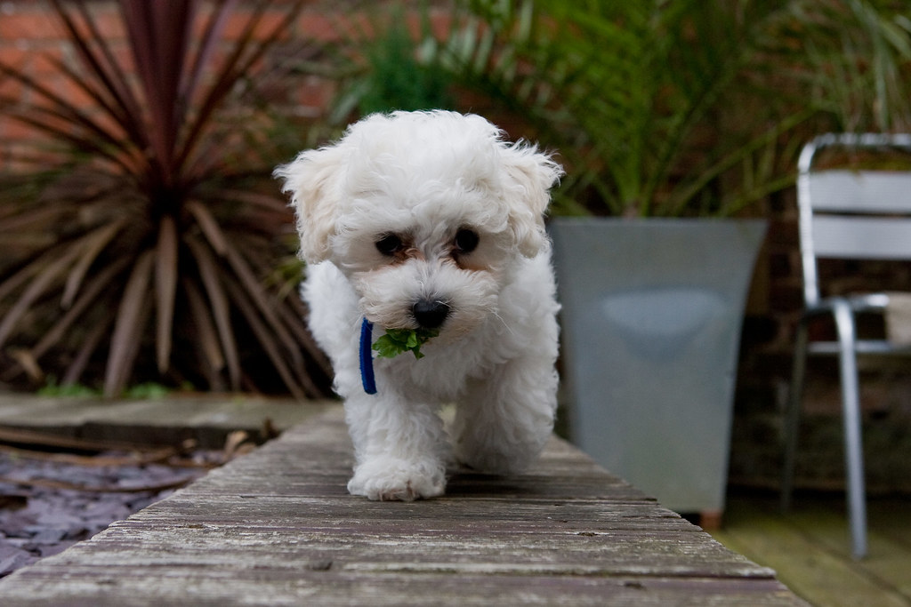 Bichon Frise - The Cheerful Cuddle Bug (Image Credits: Flickr)