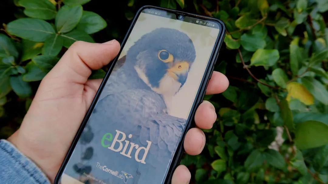 #12 - Your Phone Has Become an Accidental Bird Archive (Image Credits: Unsplash)