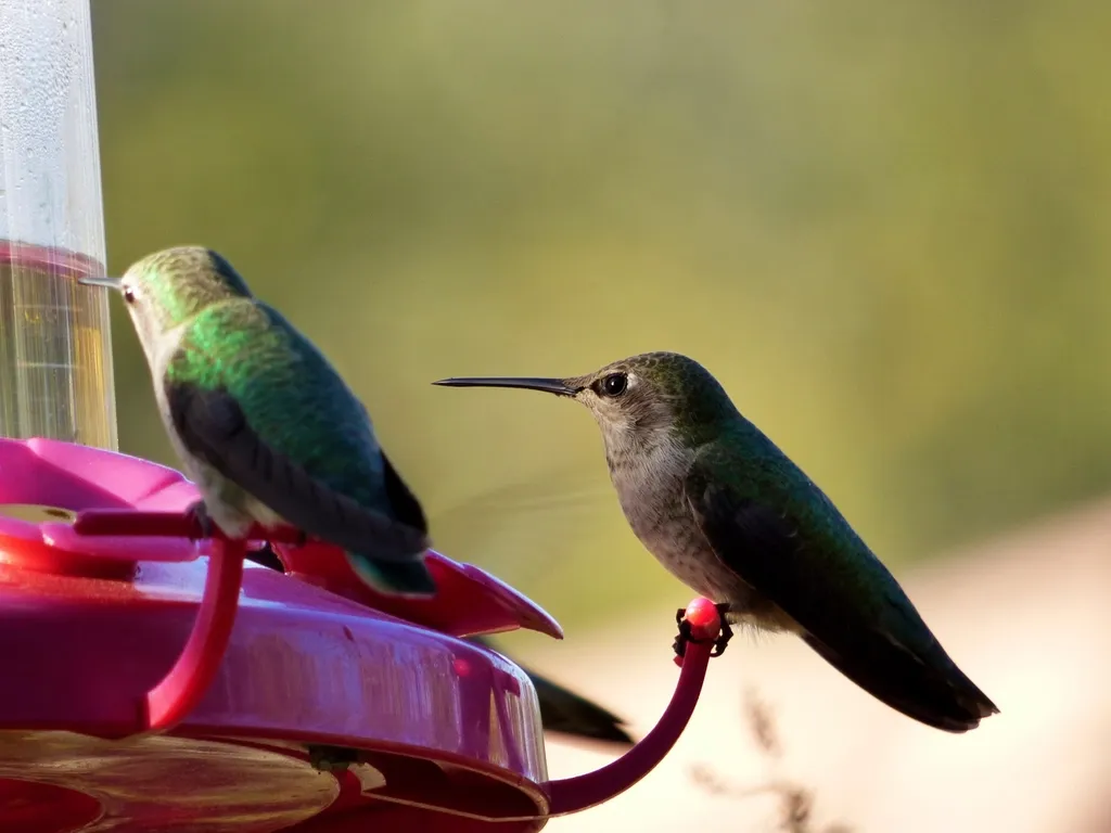 #16 - Feeder Traffic Suddenly Spikes With Strangers (Image Credits: Rawpixel)
