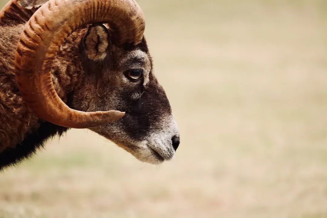 #10. Aries: When Failure Feels Like a Personal Fracture (Image Credits: Unsplash)