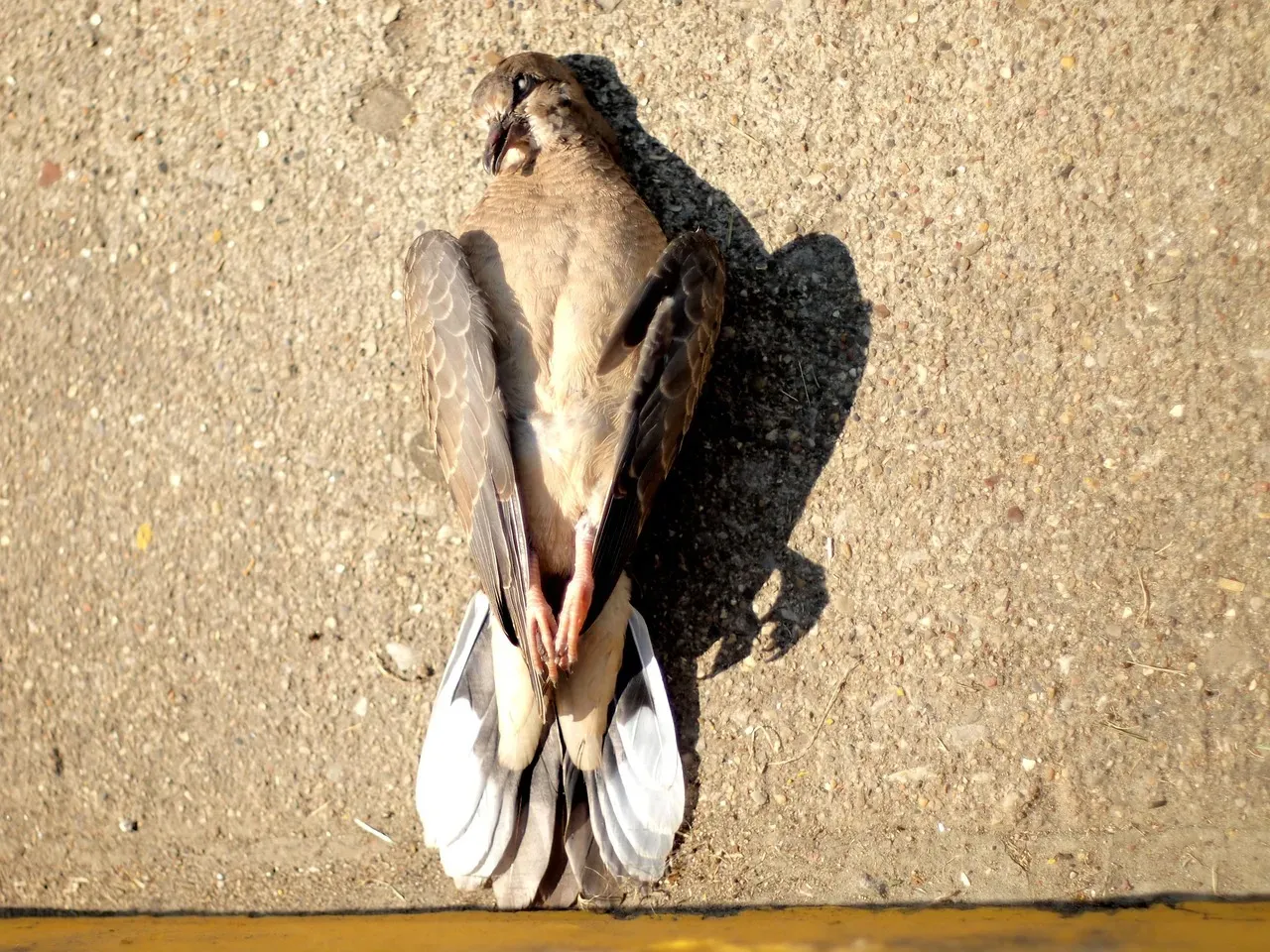 Everyday Encounters That Lead to Doorstep Discoveries (Image Credits: Pixabay)