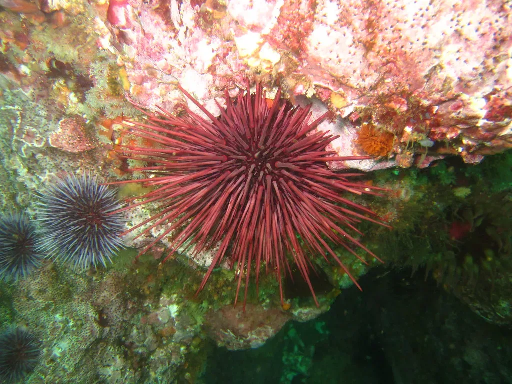Red Sea Urchin: The Spiny Elder (Image Credits: Flickr)