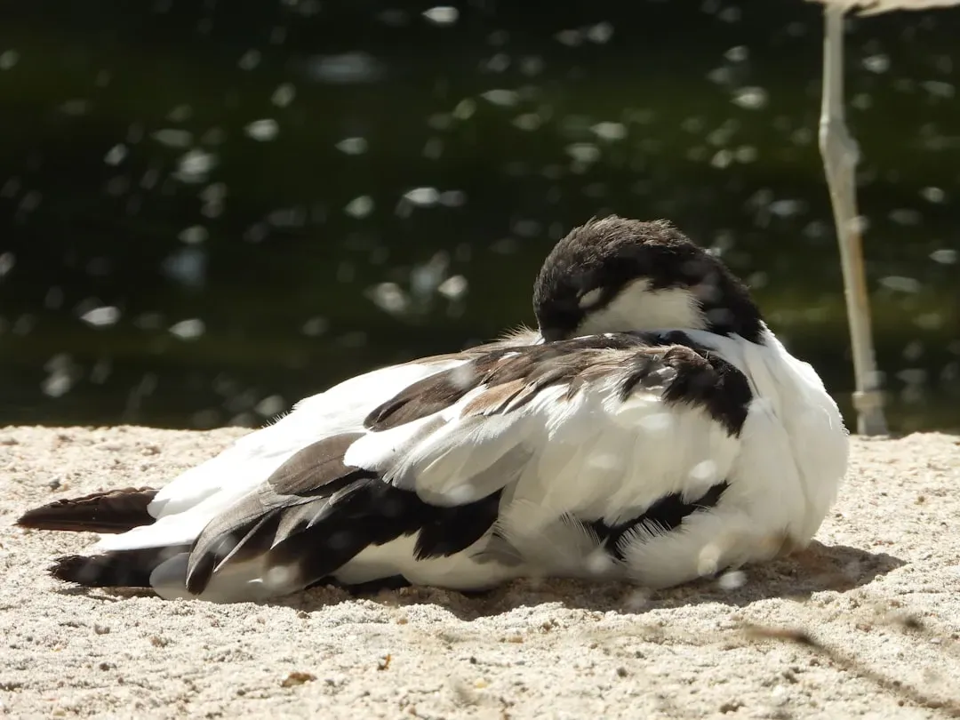 Birds, Fish, and Spiders: Dreaming Beyond the Mammals (Image Credits: Unsplash)