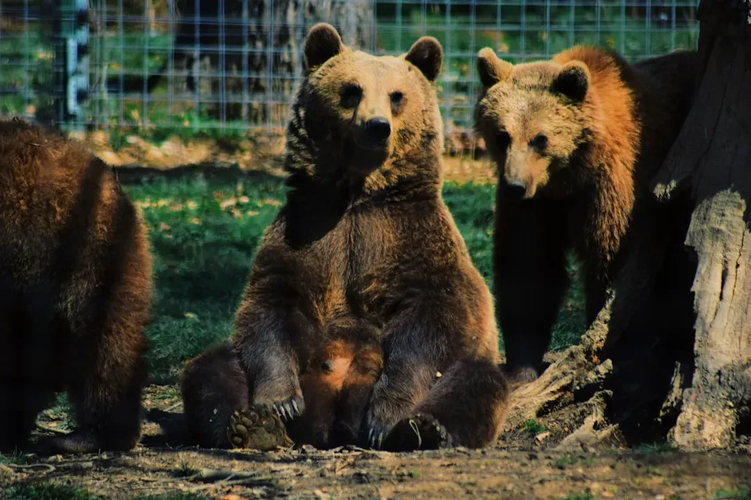 Keepers of the Wild, Arizona (Image Credits: Unsplash)