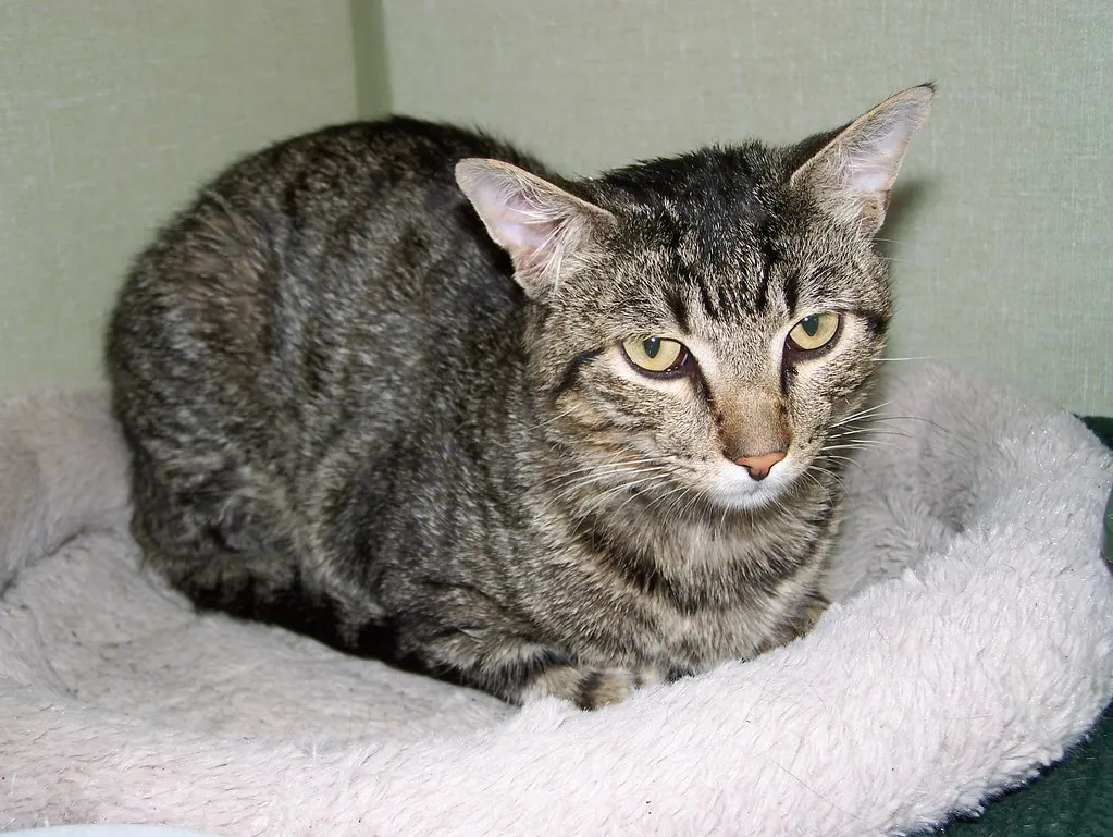 #13 - FIV-Positive Cats: Punished for a Three-Letter Acronym (Rocky Mountain Feline Rescue, Flickr, CC BY 2.0)