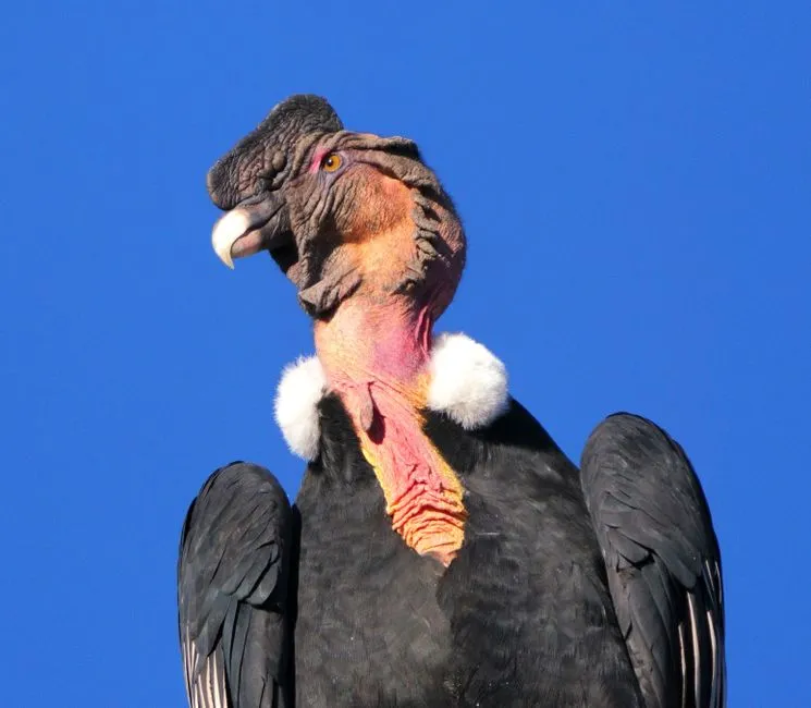 #2 A Radical Decision: Capturing Every Last Wild Condor (Image Credits: Pexels)