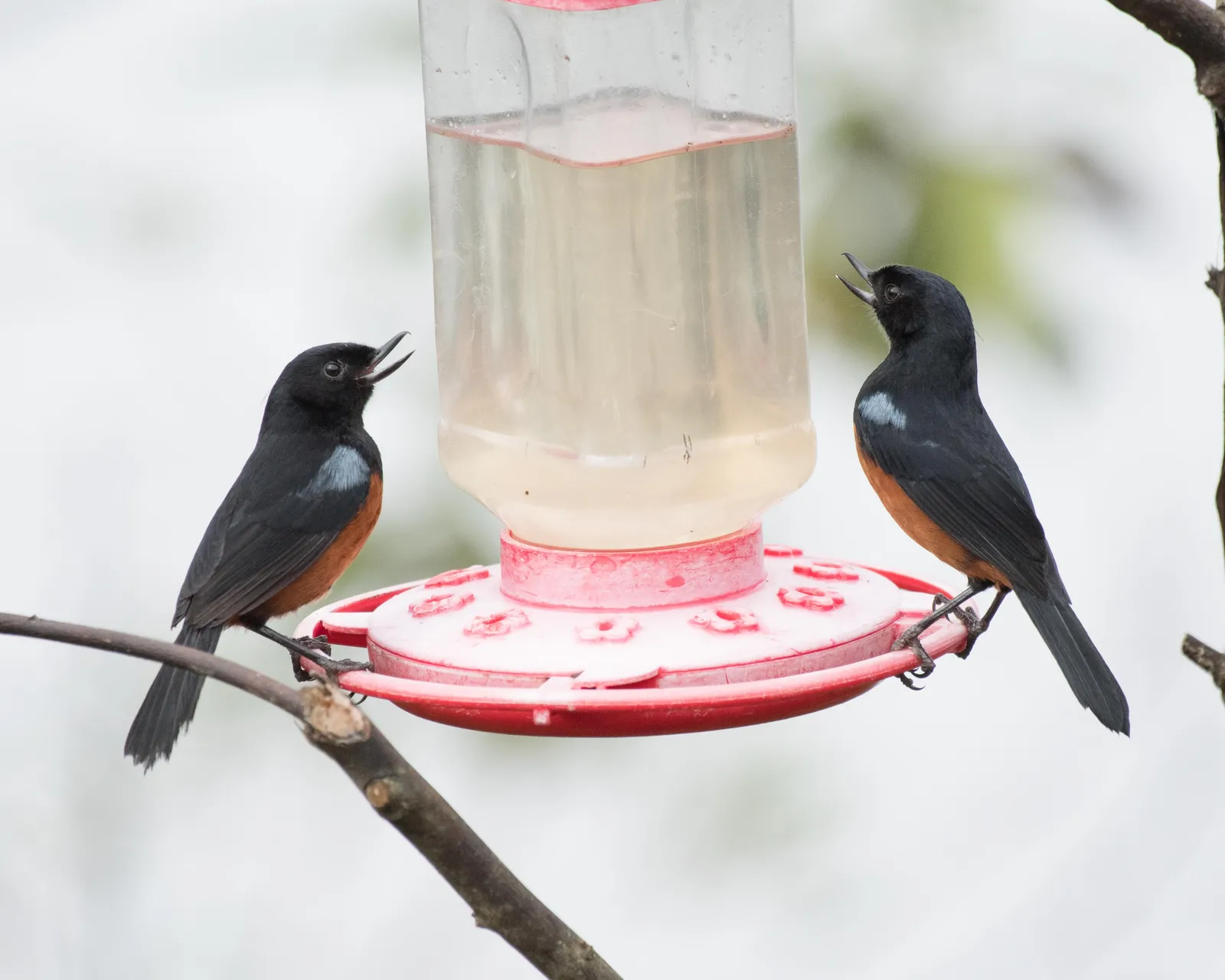 Watching the Calendar, Taking a Side (By Anthony Kaduck, CC BY-SA 4.0)