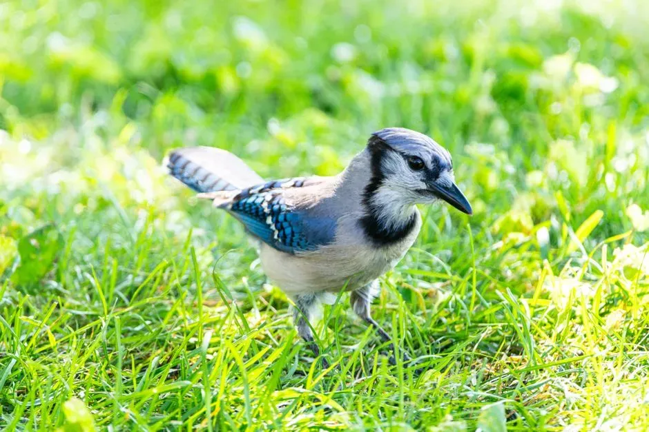 Communicating with Their Flock (Image Credits: Pexels)