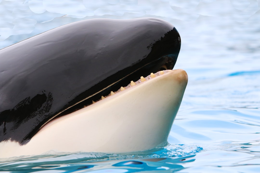 Orca (Image Credits: Unsplash)