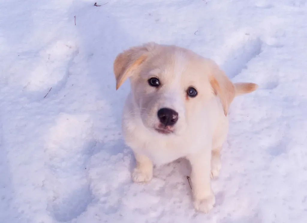 Aries Dogs: The Fearless Firecracker of the Pack (Image Credits: Flickr)