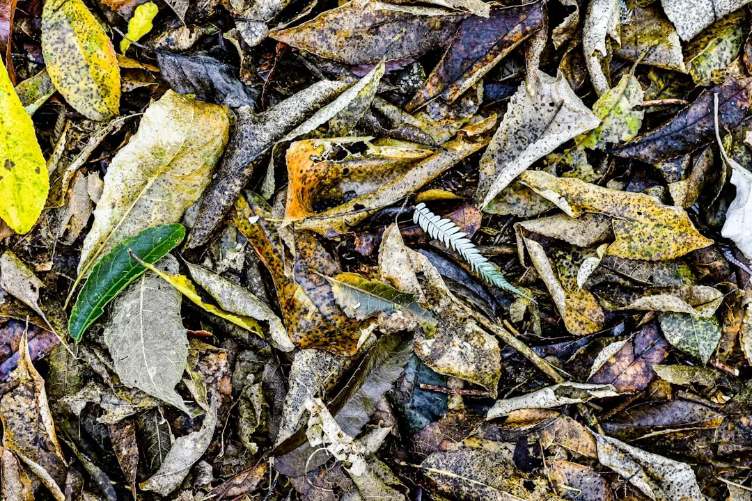 #19: Stop the September "Clean Sweep" Rake Attack (Image Credits: Unsplash)