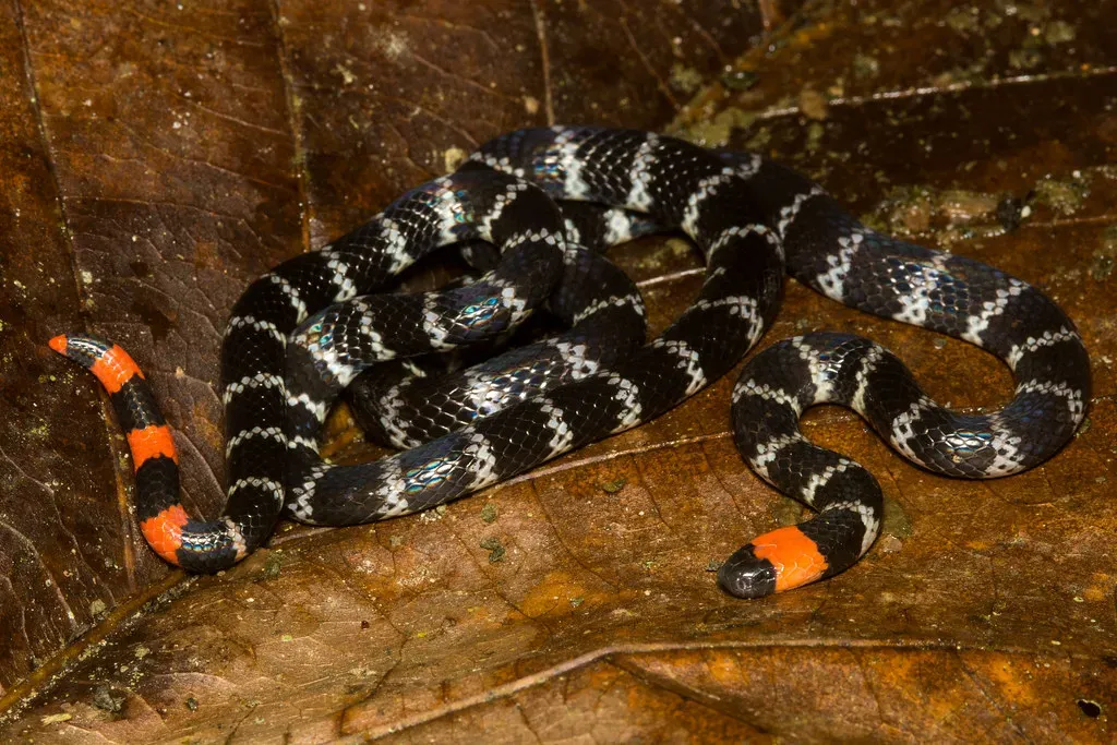 7. The Coral Snake: Beauty That Bites (antonsrkn, Flickr, CC BY-SA 2.0)